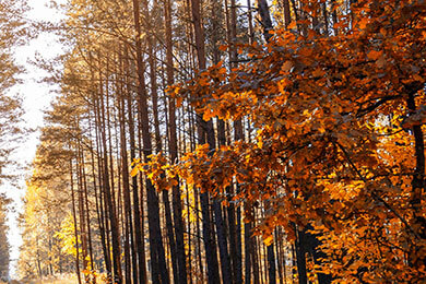 开云体育官网-奇才绝地反击鹈鹕，凯尔·库兹马送出助攻，带领球队迎来惊天逆转