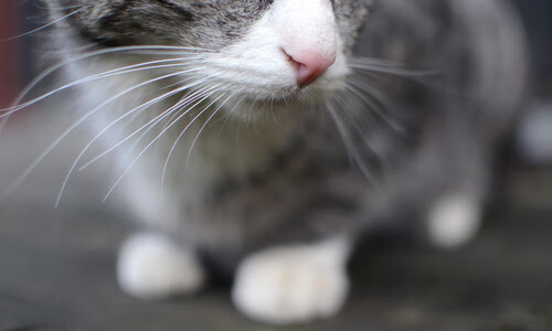 武切维奇施展空间魔法！上海客战击溃国王，他用存在感改写比赛维度