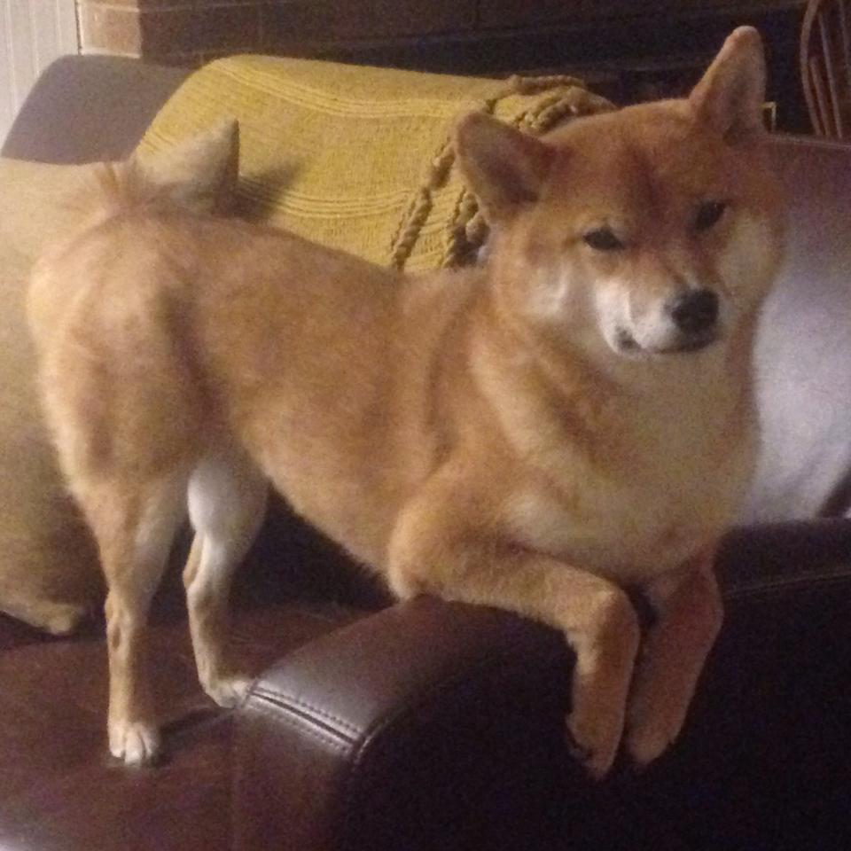 猛龙立体化防守体系瓦解篮网进攻，戈贝尔内线统治力诠释关键先生真义